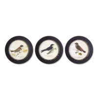 Wood Framed Encyclopedia Bird Print (Set of 3) 9.5