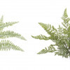 Assorted Fern Foliage Bush (Set of 12)