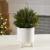 Arborvitae Half Orb 8.5