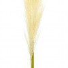 Cream Pampas Gass Stem (Set of 4)