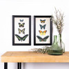 Framed Encyclopedia Butterfly Print Under Glass (Set of 2)