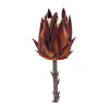 Burgandy Protea Stem (Set of 6)