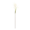 Astilbe Stem (Set of 6)
