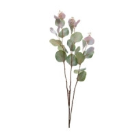 Eucalyptus Stem 38