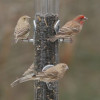 Droll Yankees Inc Ring Pull Feeder Classic Ring Pull Sunflower-Mixed Seed Feeder