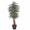 6 ft. Variegated Smilax Executive