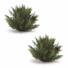 Arborvitae Half Orb 6.5