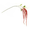 Amaranthus Floral Stem (Set of 4)