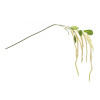 Amaranthus Floral Stem (Set of 4)