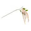 Amaranthus Floral Stem (Set of 4)