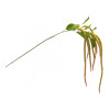 Amaranthus Floral Stem (Set of 4)
