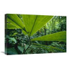 16 x 24 in. Spiral Ginger Leaves Barro Colorado Island Panama Art Print - Christian Ziegler