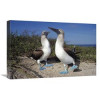 16 x 24 in. Blue-Footed Booby Pair in Courtship Dance Galapagos Islands Ecuador Art Print - Tui De Roy