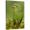 24 x 36 in. Orange-Winged Parrot Perching Amazon Rainforest Ecuador Art Print - Pete Oxford