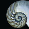Frameless Free Floating Tempered Glass Art by EAD Art Coop - Pearly Nautilus