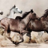 Empire Art Vetro De Arte - Stampede