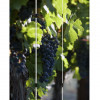 HomeRoots Furniture Home Decor Wine Country Screen