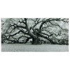 36 x 72 in. The Angel Oak Frameless Free Floating Tempered Art Glass Wall Art by EAD Art Coop