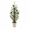 Potted Mini Pine Tree 24
