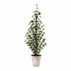 Potted Mini Pine Tree (Set of 2)