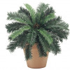 22 in. Cycas Palm Bush X25- 6 Each